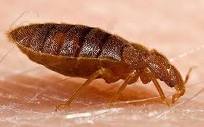 Bed bug facts and information for homeowners.
