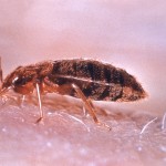 different bed bugs in the home