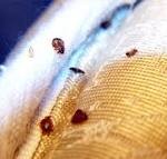 treating bed bugs