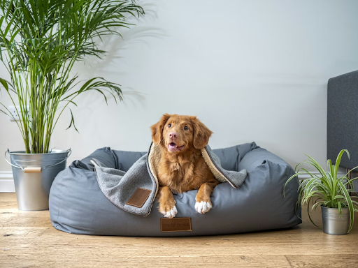 Why Pet Owners Are Investing More in Home-Friendly Pet Solutions